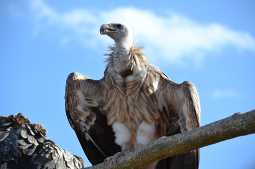 Spectacle d'oiseaux en vol libre