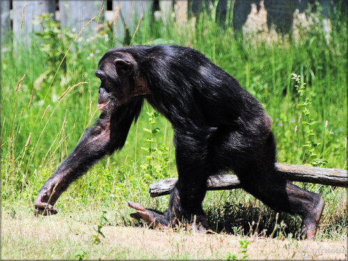 Photo de Chimpanzés du Zoo de la Palmyre