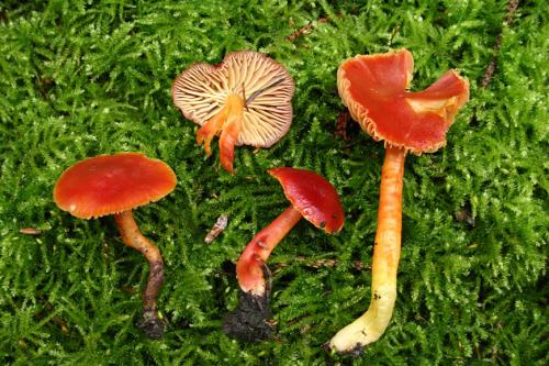 Hygrocybe coccinea