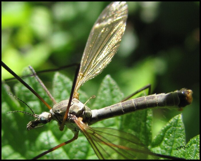 Tipula Oleracea.