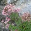 Eupatoire à feuilles de chanvre (Eupatorium cannabinum), rose