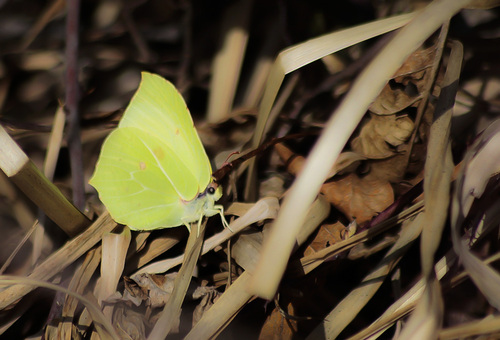  Pieridae Coliadinae  Gonepteryx rhamni L. : Le Citron - Saint jean de chevelu - Savoie