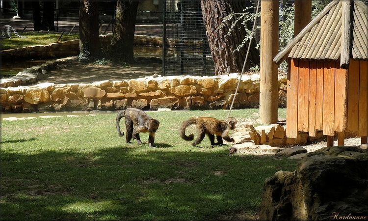 Photos de capucin à poitrine jaune (Zoo de la Palmyre)
