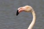 Oiseaux