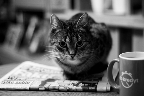 05 - Le chat et le journal