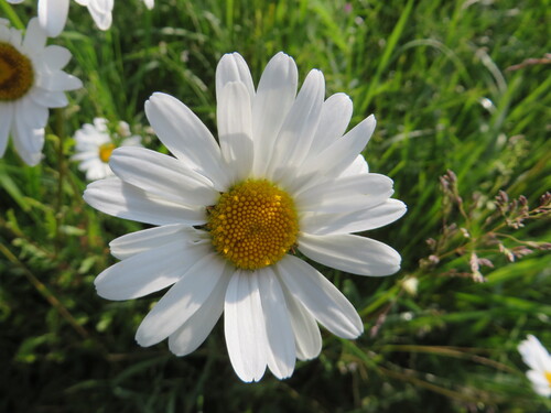 Des petites choses dans la chapelle et marguerites