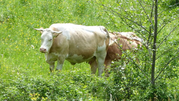 En chemin avec les boucs et les chèvres..