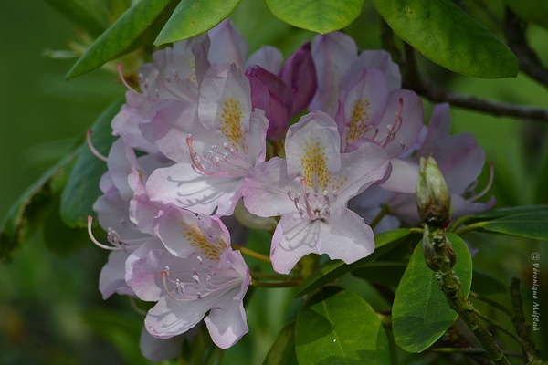 Rambouillet : Rhododendron ponticum