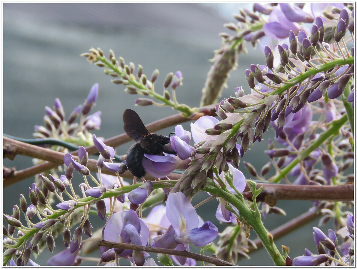 MON COIN GLYCINE 2022