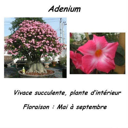 Adénium