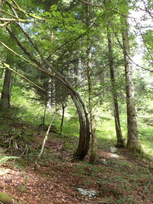 Le sentier des trois cascades