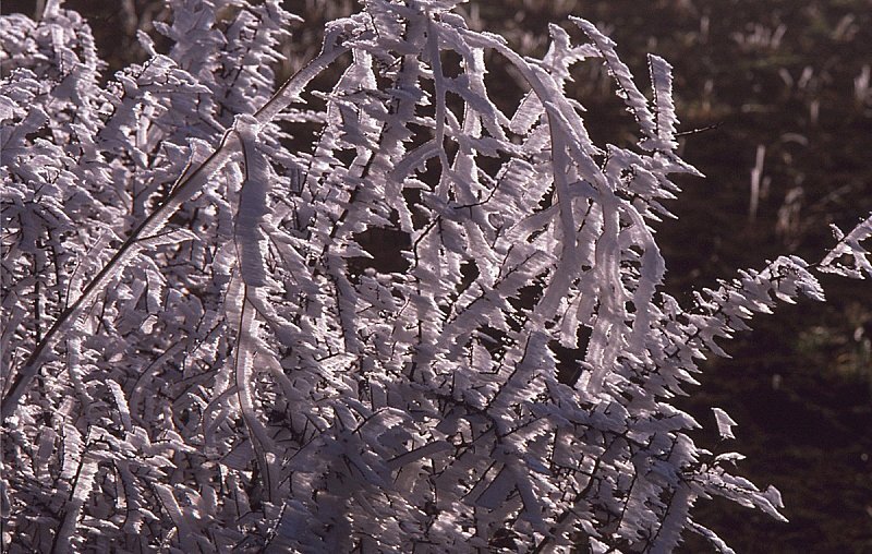 givre-branche-soleil