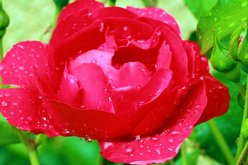 rose perlée