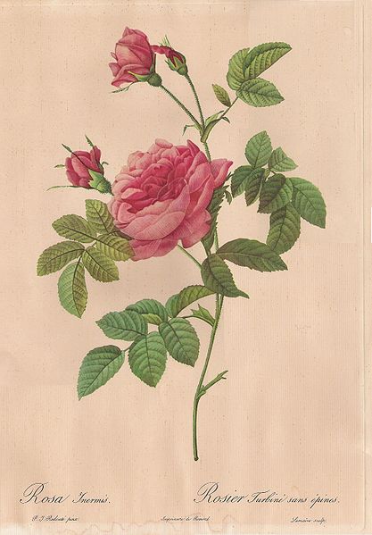 Rose inerme de Redouté (planche).jpg