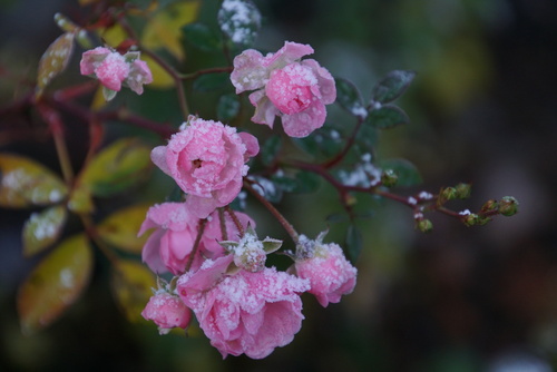 le jardin en décembre