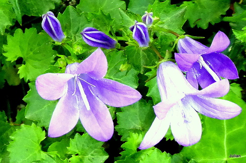 Petites fleurs bleues