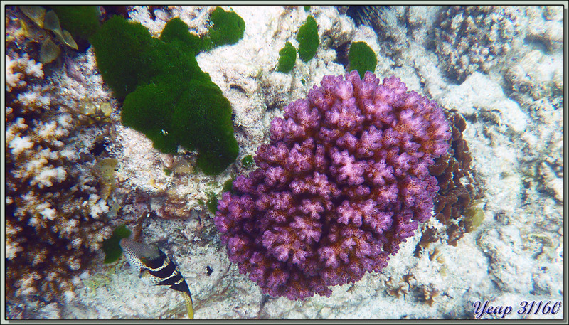 Corail violet et Canthigaster - Praslin - Seychelles