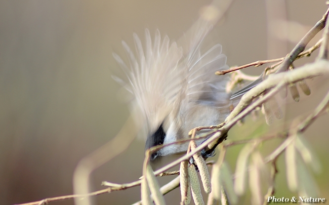 Mésange nonnette en vol