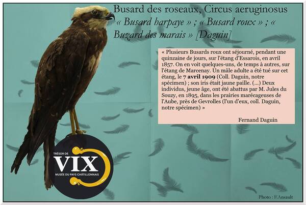 Un cabinet de curiosités va voir le jour au Musée du Pays Châtillonnais-Trésor de Vix....