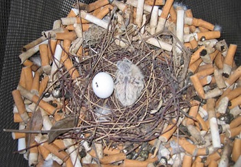Les oiseaux des villes utilisent des mégots de cigarettes pour éliminer les parasites ...