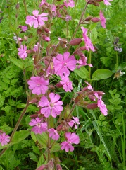 Compagnon rouge fleurs