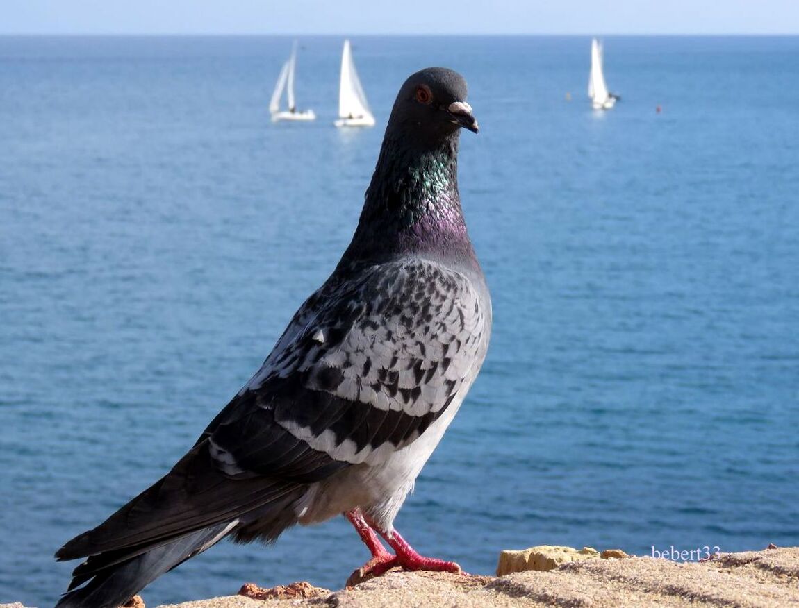 des pigeons