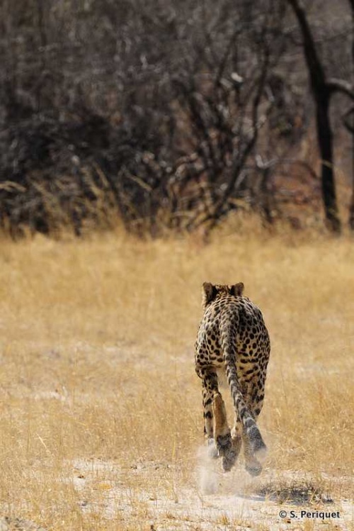 Cheetah at Dom