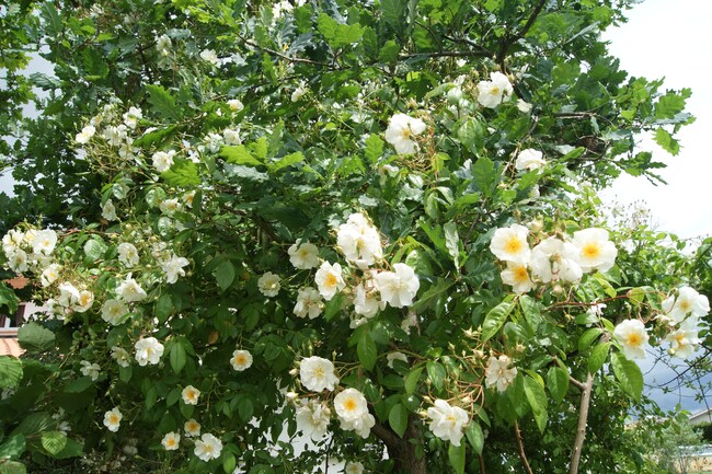 Rosier liane blanc parfumé ' Bobbie James '  