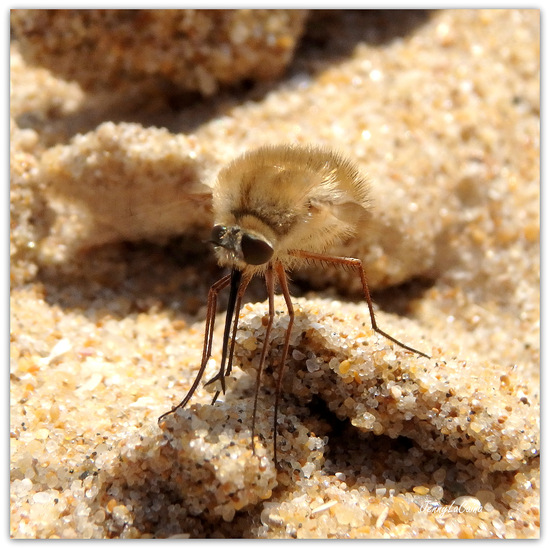 Sur la plage, le Bombyle. 