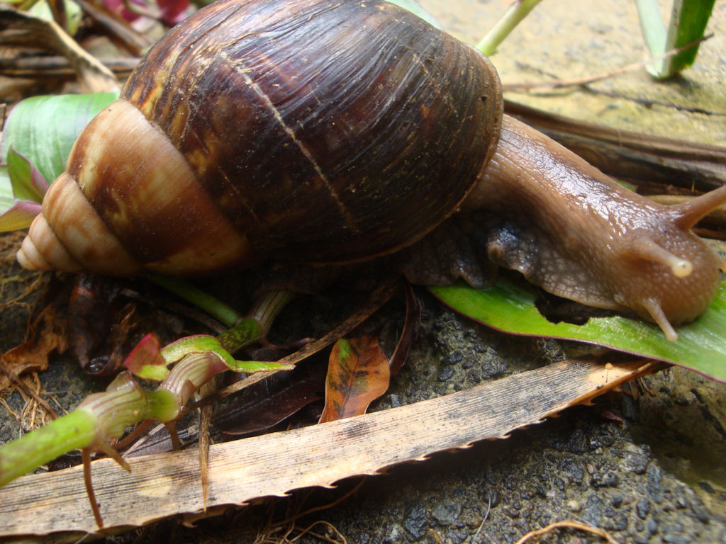 Cartes  Postales  ESCARGOTS