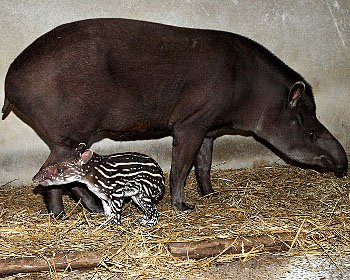 le bébé tapir dans l'ombre de sa mère 