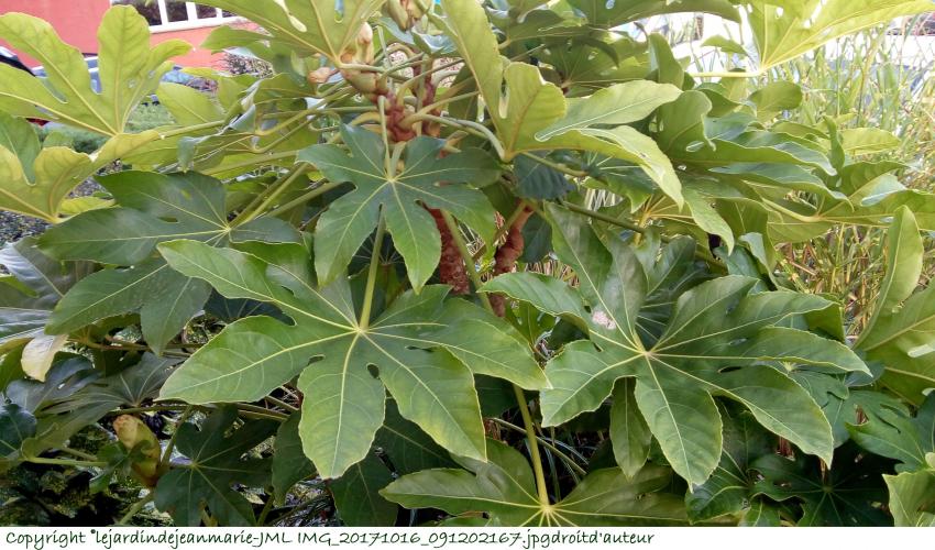 Palmier arbustif (Chamaerops humilis), le plus facile à cultiver,Fatsia japonica, Aralia japonica