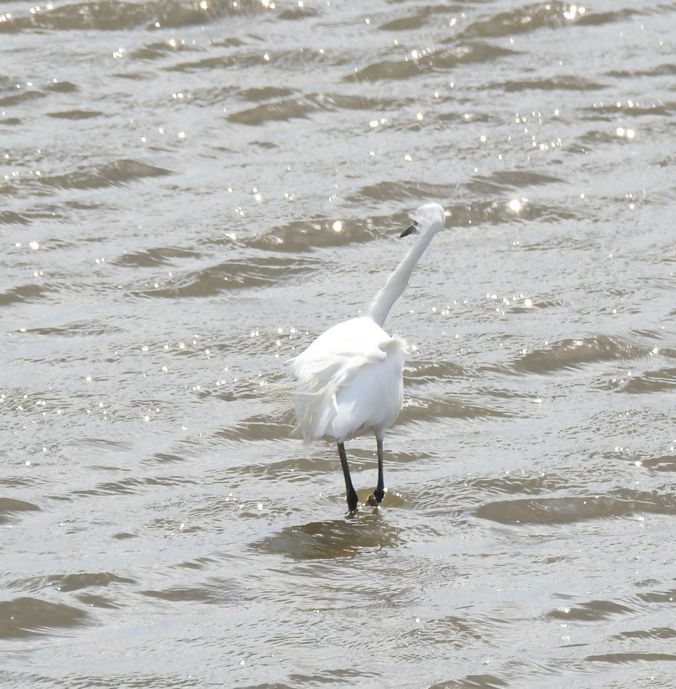 Aigrette garzette - septembre 2022...