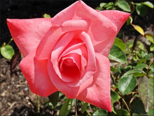 Photo de rose du jardin des Olfacties