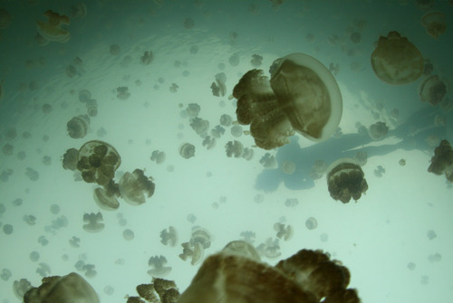 Pouvez-vous imaginer la plongée dans un lac plein de méduses?
