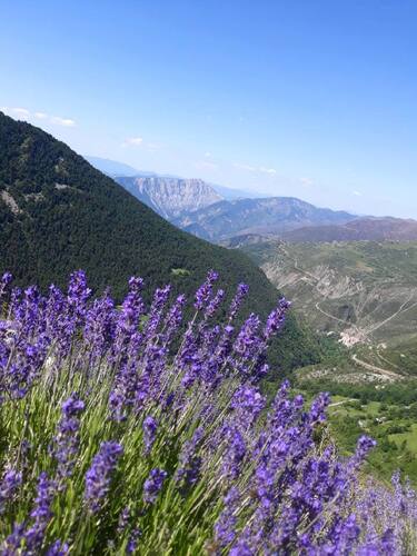 Lavande officinale ou lavande vraie d’altitude dans son biotope naturel, les Alpes Maritimes.jpg