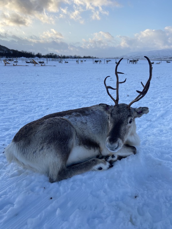 Rennes des neiges