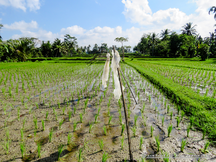 27 Juillet 2018 - Dans les rizières d'Ubud...