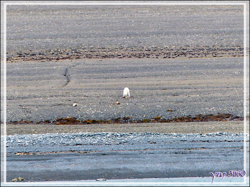 Vers 12 h 45 heures, bingo ! Un ours blanc est en train de manger quelque chose sur la grève - Creswell Bay - Somerset Island - Nunavut - Canada