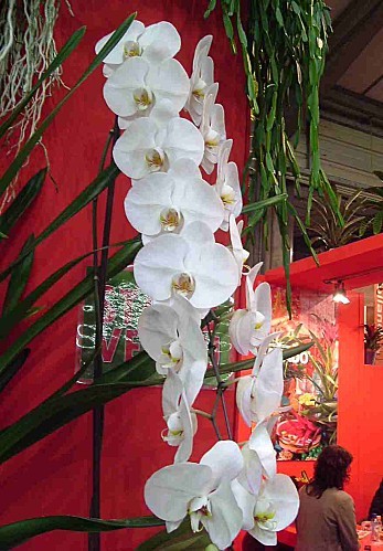 Orchidées 029