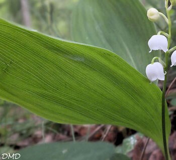 Convallaria majalis  -  muguet de mai