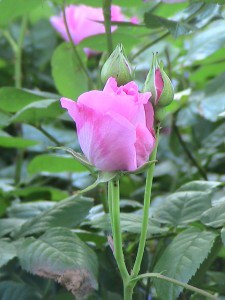 Marie-Rose1