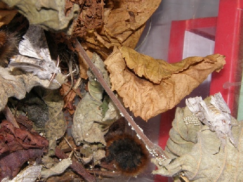 La chenille