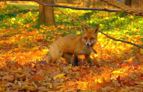 Automne, c'est la rentrée...