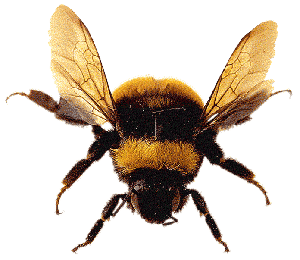 Clipart abeille