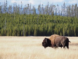 Yellowstone : le premier parc national du monde
