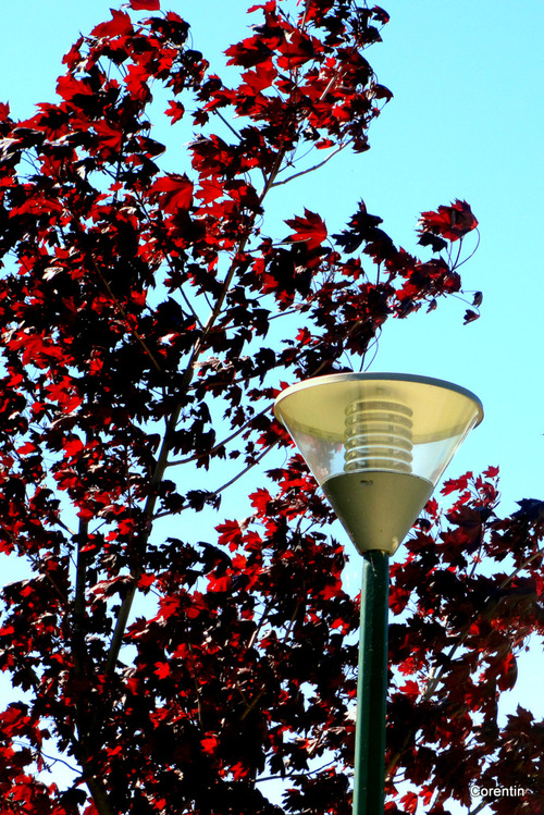 L'arbre au feuillage rouge ...