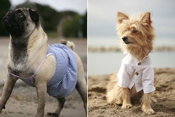 rover-dog-stylish-clothing-4