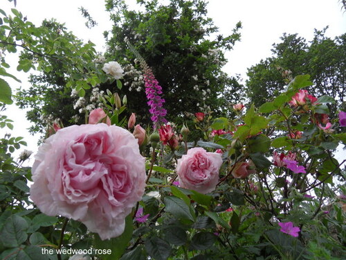 JARDIN DE ROSES