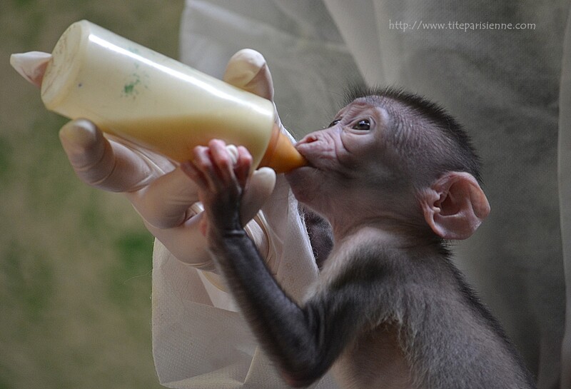 Ménagerie du Jardin des Plantes : "Loango" le petit Mangabey Couronné